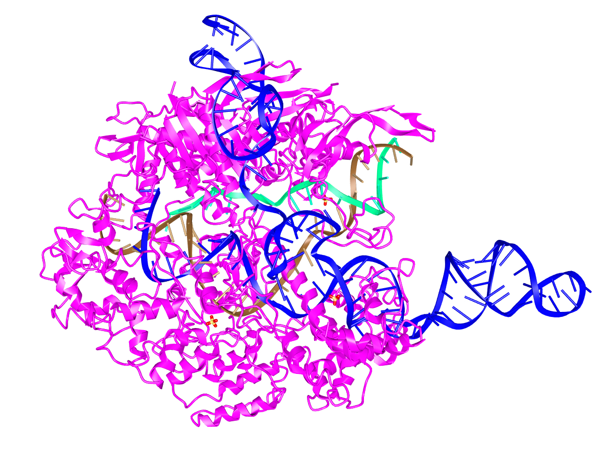 CRISPR-Cas9 complex